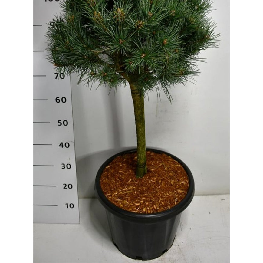Tall – Pinus sylvestris 'Watereri' - C25 40 cm. Stam